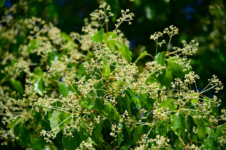 녹나무꽃 DSC_8107.jpg