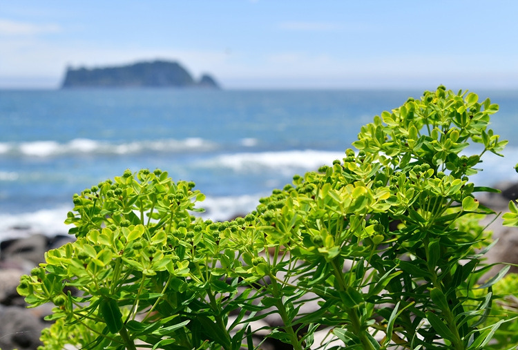 암대극  DSC_8392-1.jpg