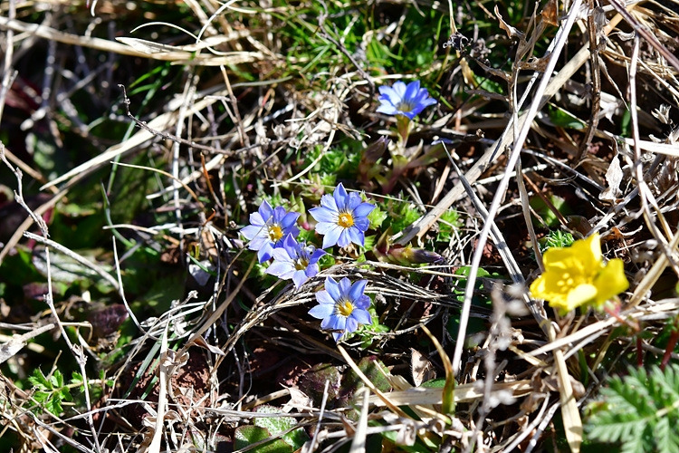 구슬붕이 DSC_7139.jpg