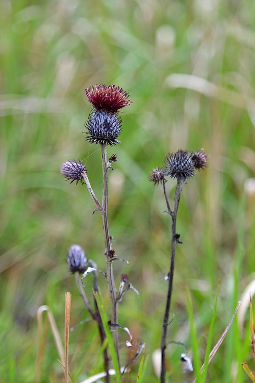 수리취 DSC_9356.jpg