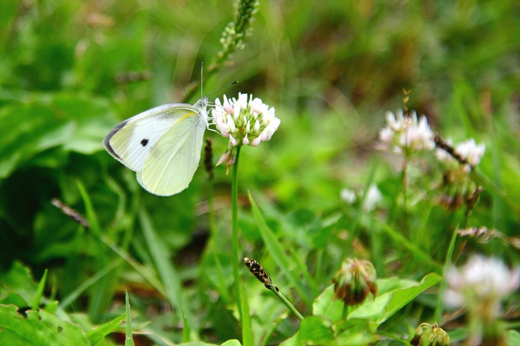 배추흰나비  토끼풀   DSC_9641.jpg