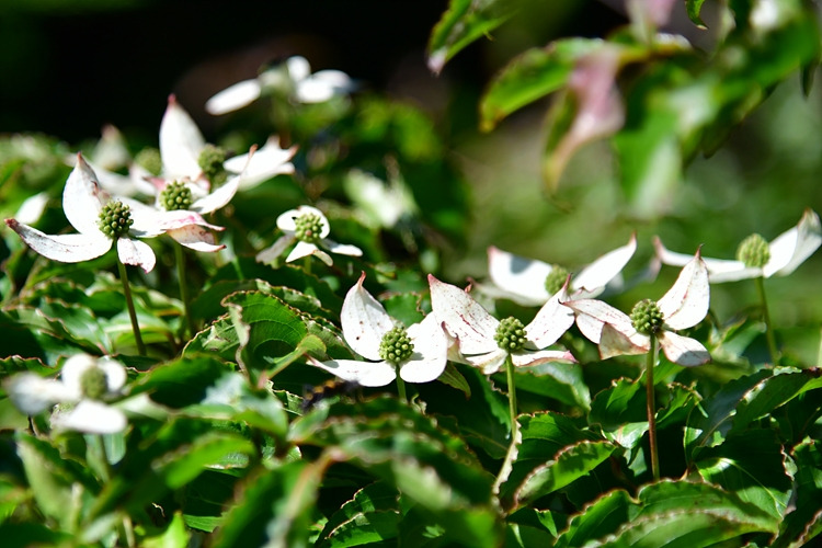 산딸나무 DSC_0989.jpg