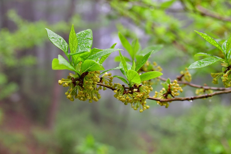 비목나무 꽃  아부오름 DSC_7459.jpg