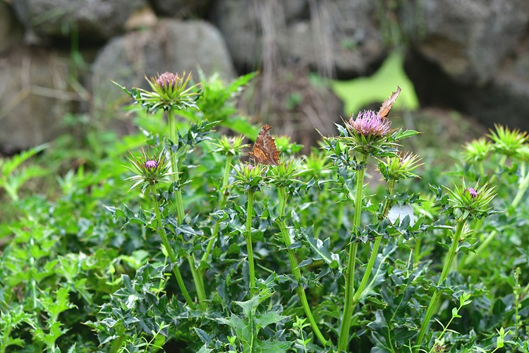 네발나비  뾰족부전나비  바늘엉겅퀴DSC_4773.jpg