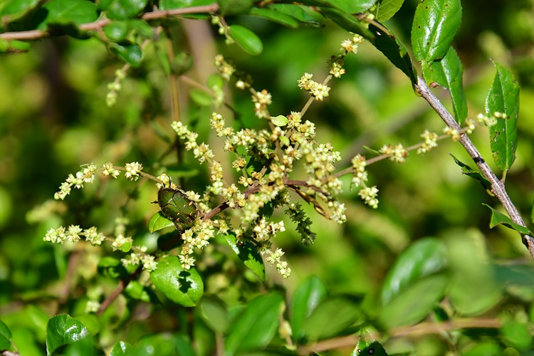 상동나무 꽃  풀색꽃무지 DSC_8305.jpg