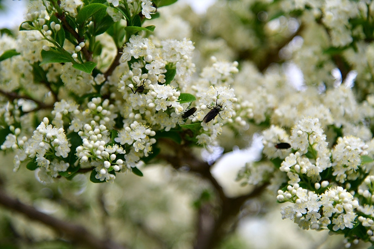 노린재나무  털파리류 DSC_9723.jpg