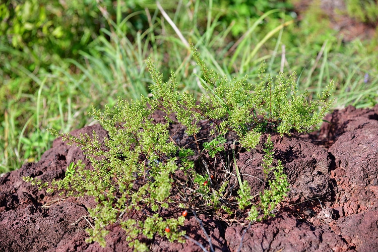 큰비쑥 DSC_8468.jpg