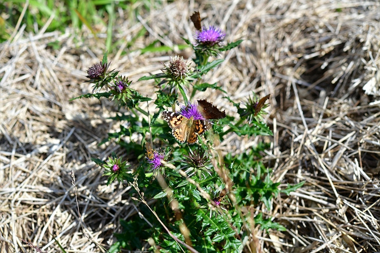 작은멋쟁이나비 네발나비 바늘엉겅퀴 DSC_5141.jpg