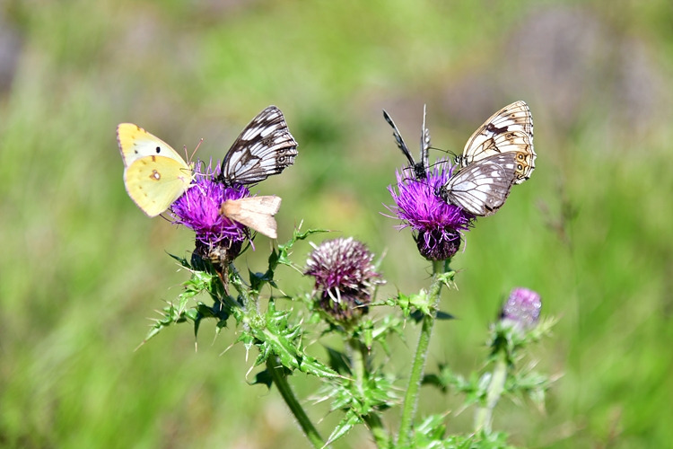 노랑나비 조흰뱀눈나비  바늘엉겅퀴 DSC_5209.jpg