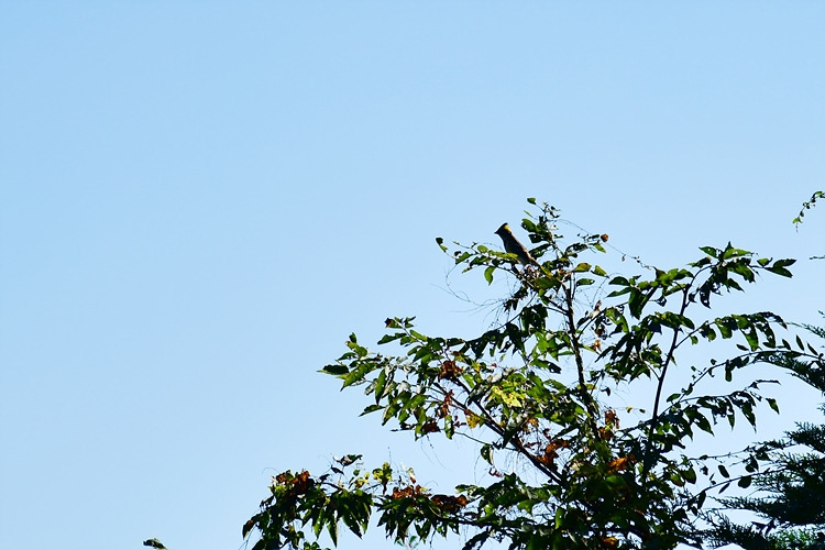 노랑턱멧새 DSC_8351.jpg