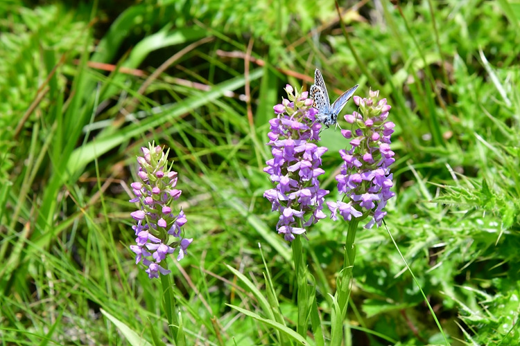 산꼬마부전나비 손바닥난초 DSC_3186.jpg