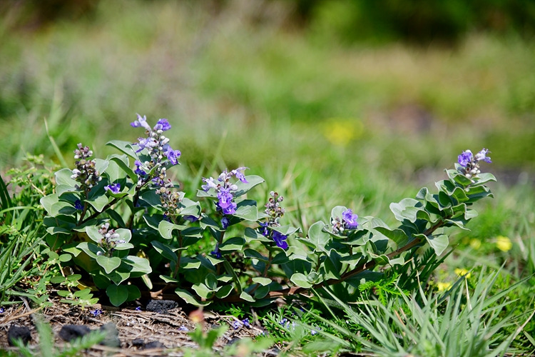 순비기나무 꽃 DSC_8505.jpg