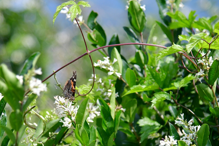 큰멋쟁이나비   쥐똥나무  DSC_9515.jpg