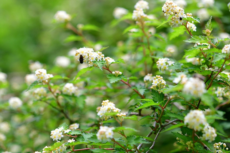 국수나무 꽃   점박이꽃검정파리   DSC_8599.jpg