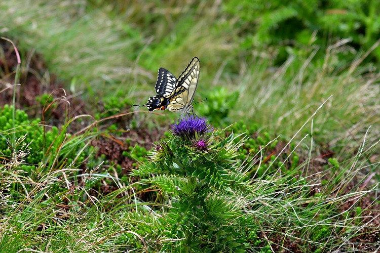 산호랑나비  바늘엉겅퀴  DSC_3864.jpg