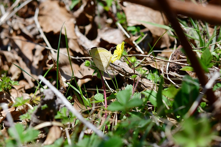 극남노랑나비  제주양지꽃  DSC_7233.jpg
