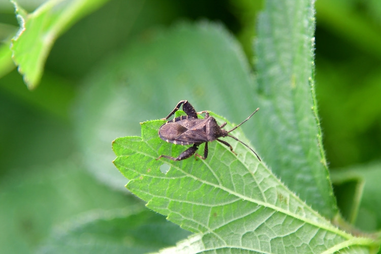 꽈리허리노린재 DSC_6611.jpg