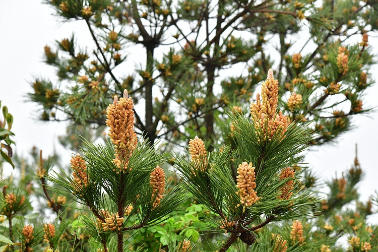 곰솔 수꽃  아부오름 DSC_7485.jpg