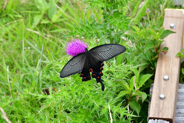 긴꼬리제비나비   바늘엉겅퀴  DSC_3117.jpg