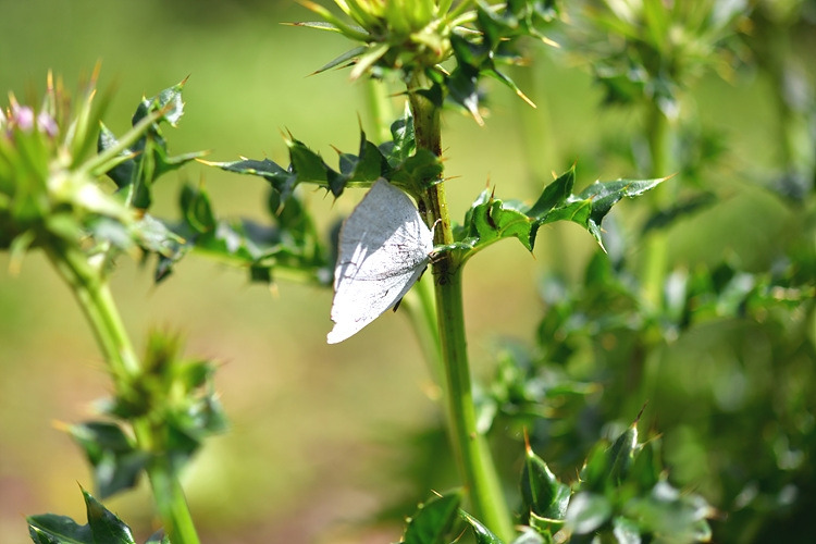 뾰족부전나비 DSC_4737.jpg