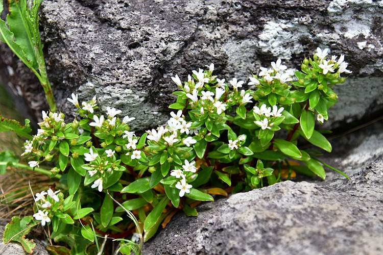 갯까치수염  DSC_8257.jpg