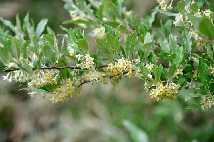 보리수나무  DSC_9663.jpg