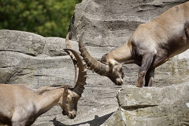 ibexes-2462568_640.jpg