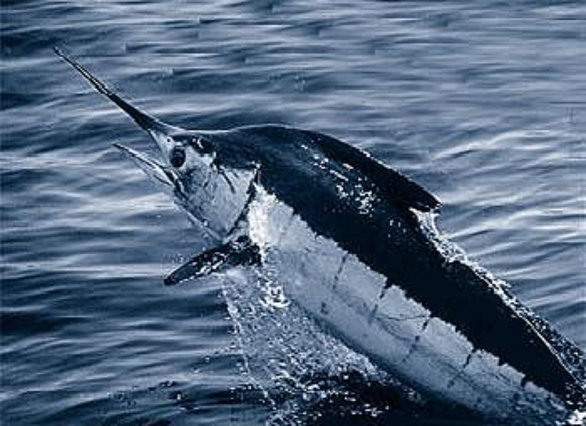 Atlantic_blue_marlin.jpg