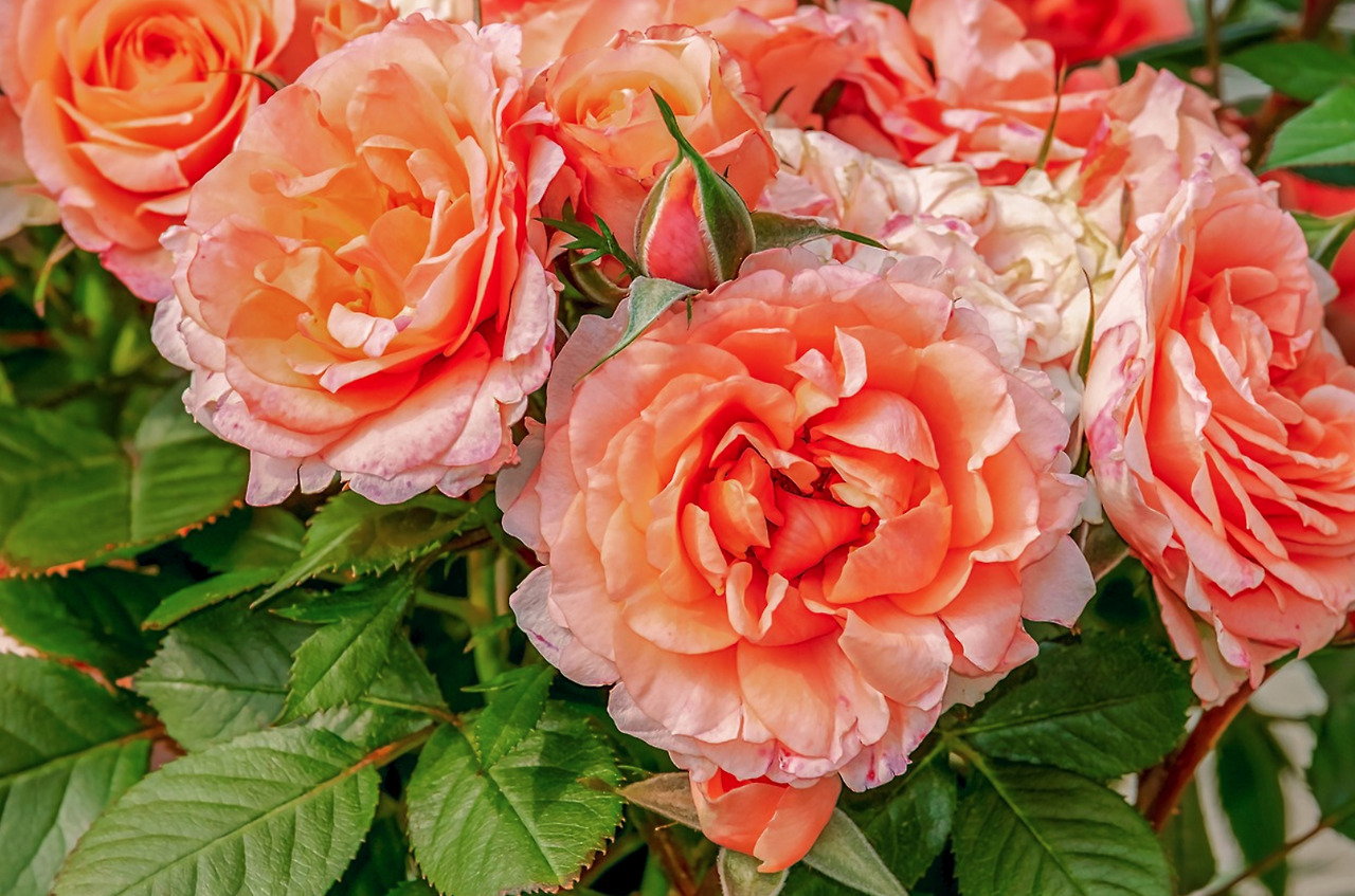 장미 4.jpg