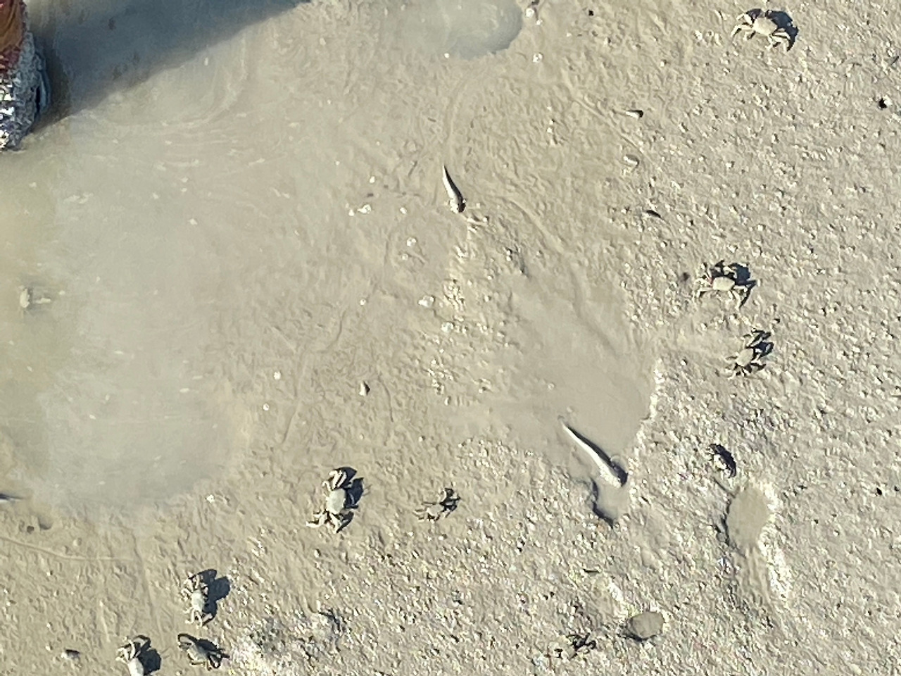 갯벌 4.jpg