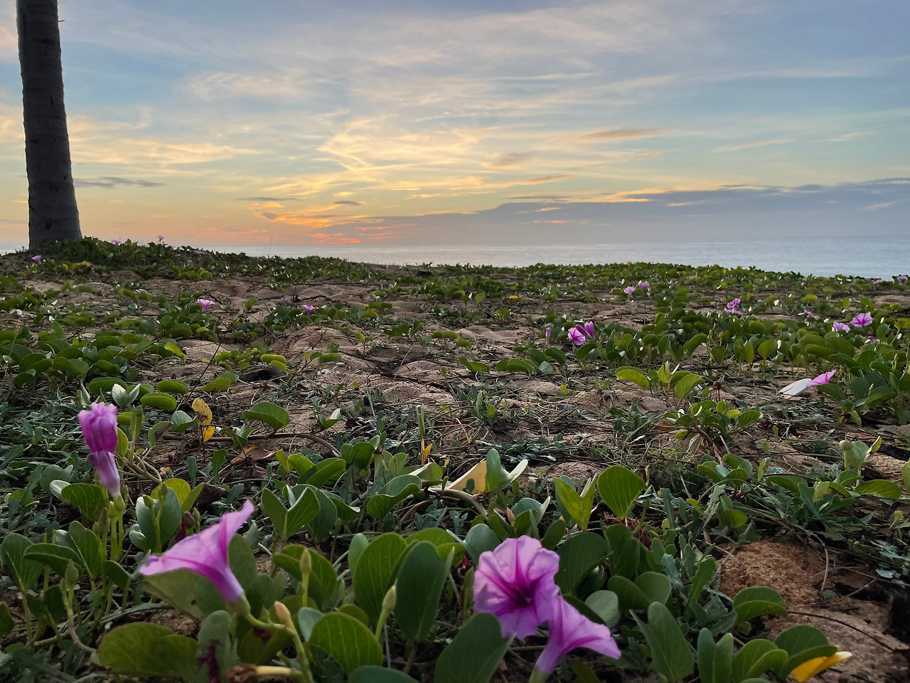 일출 14.jpg