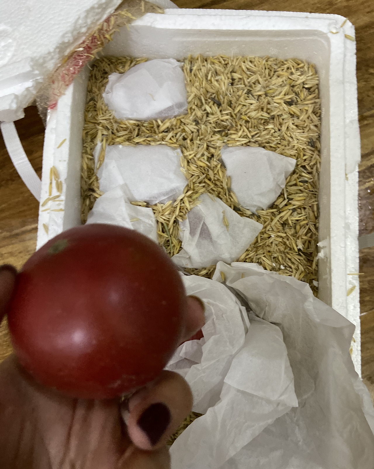 토마토 4.jpg