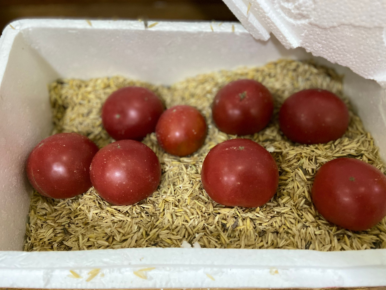 토마토 5.jpg