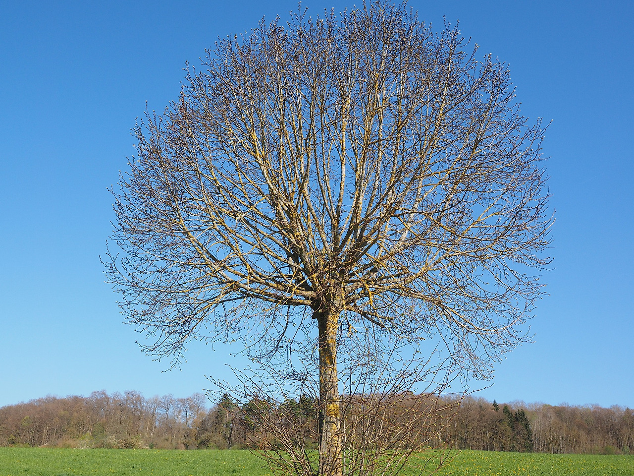 tree-gf989cfaf8_1920.jpg