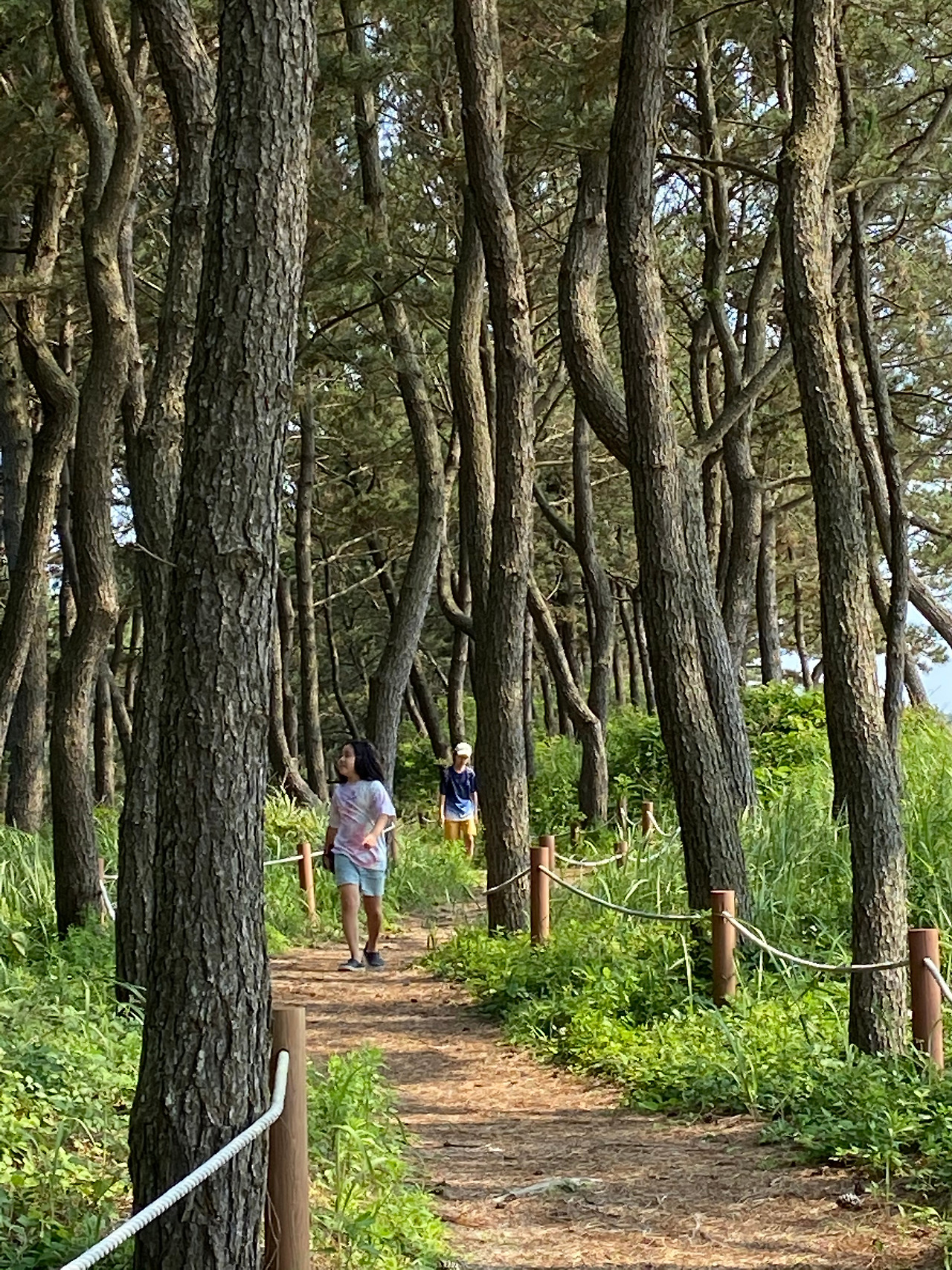 해송 1.jpg