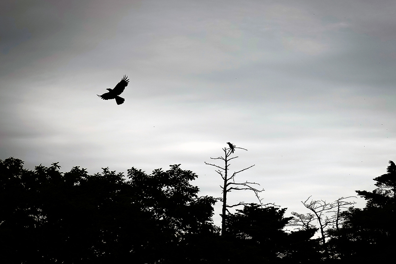 DSC02246연하천 까마귀s.jpg