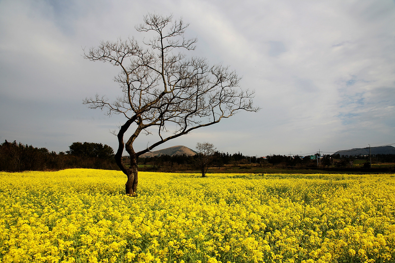 IMG_1052제주의 봄.jpg