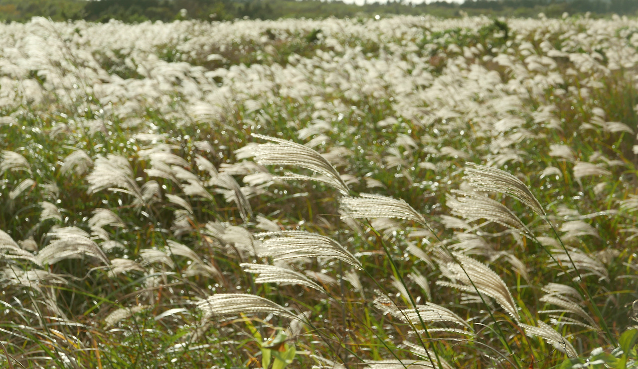 중산간 난드르에 피어난 억새.jpg