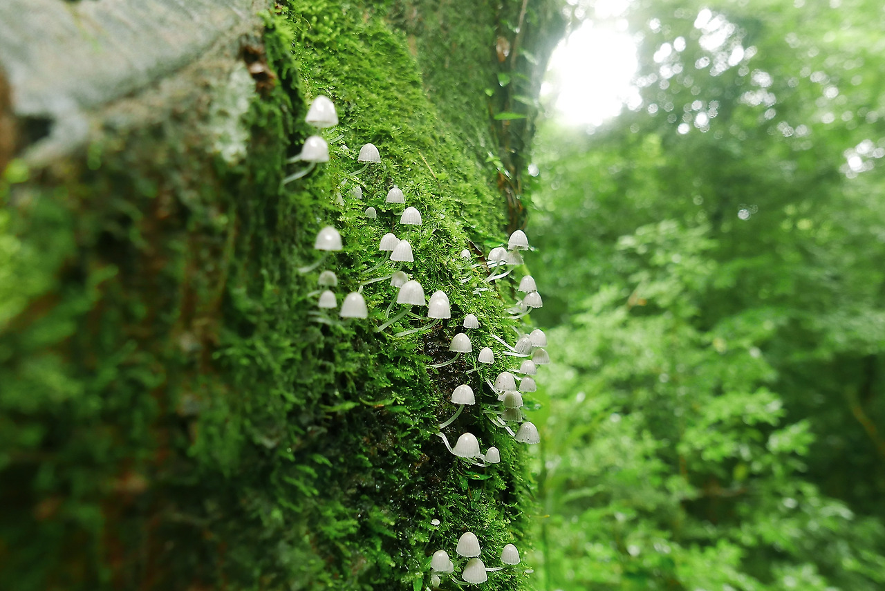 제주 원시림의 버섯이끼.jpg