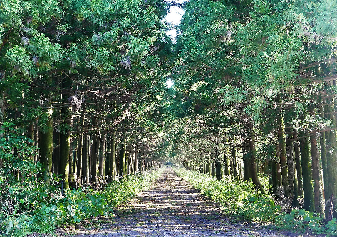 송당 귀빈사 가는길.jpg