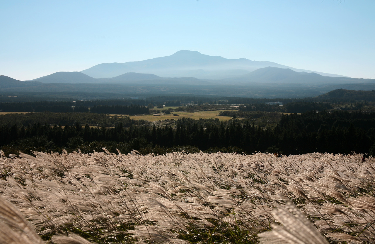 산굼부리의 억새.jpg