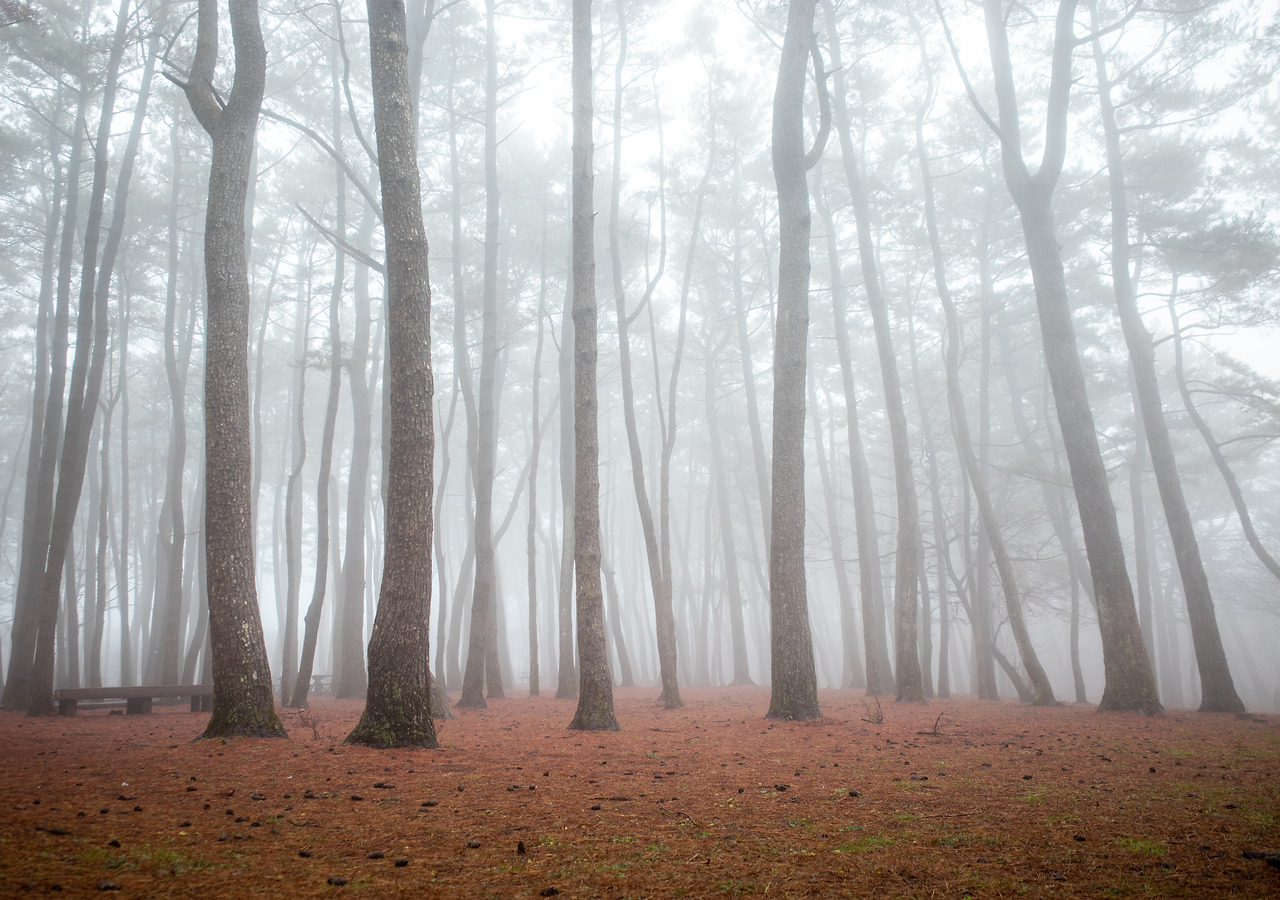 절물휴양림 숲길 1.jpg