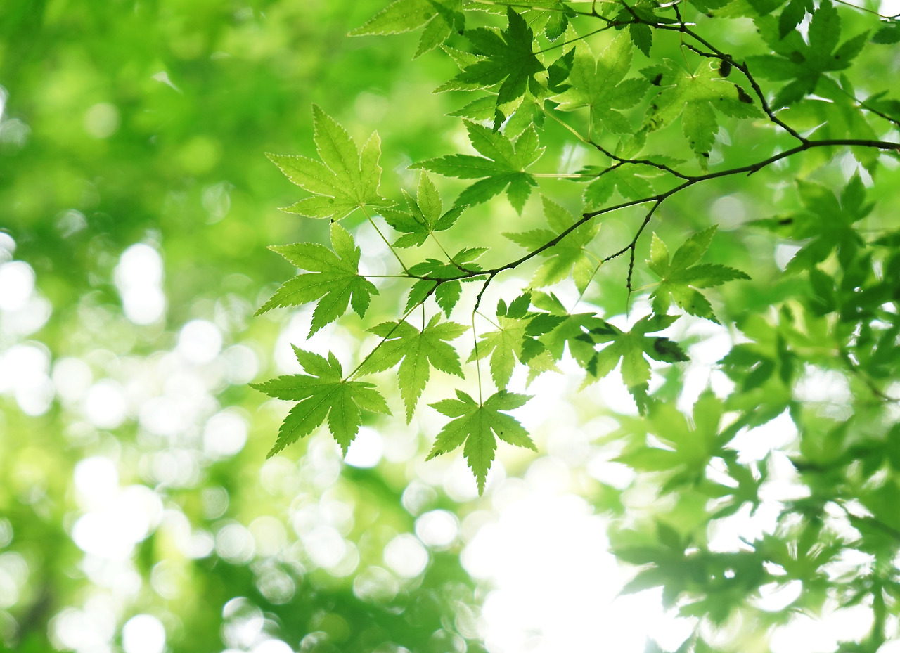 비자림의 푸른단풍 1.jpg