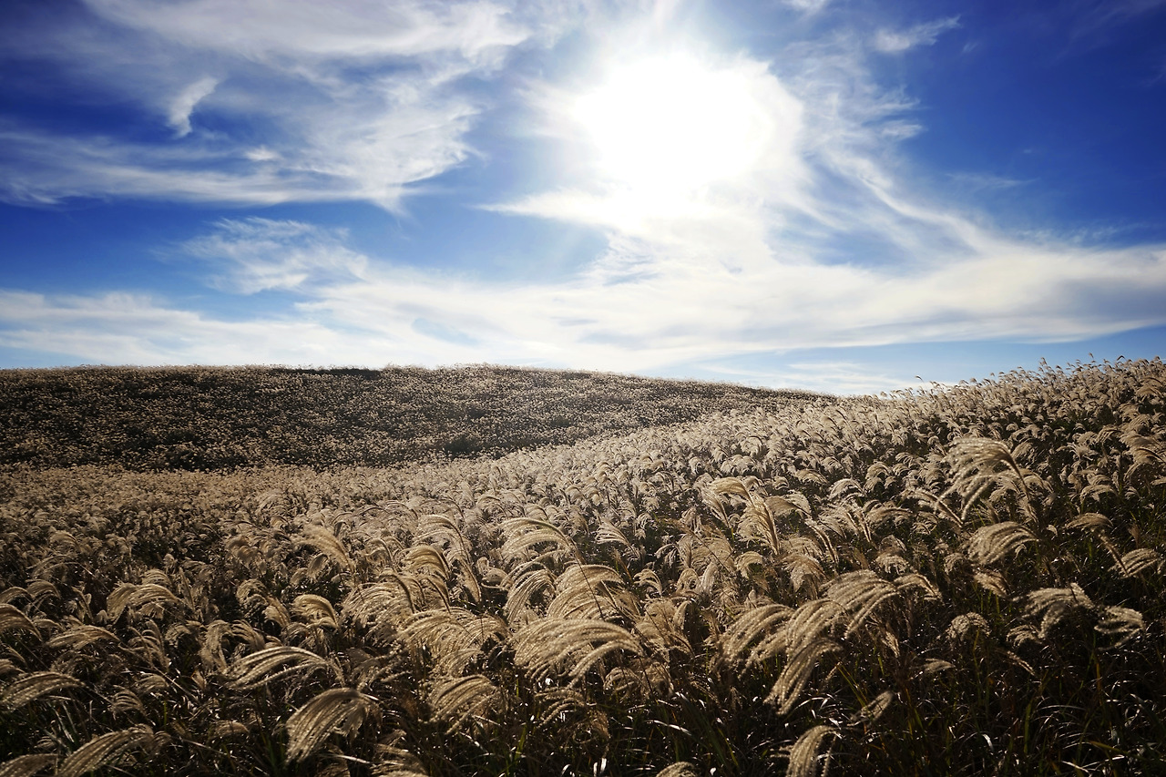 아끈다랑쉬오름의 억새.jpg