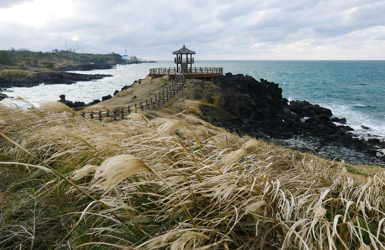 닭머르해안에 피어난 억새.jpg