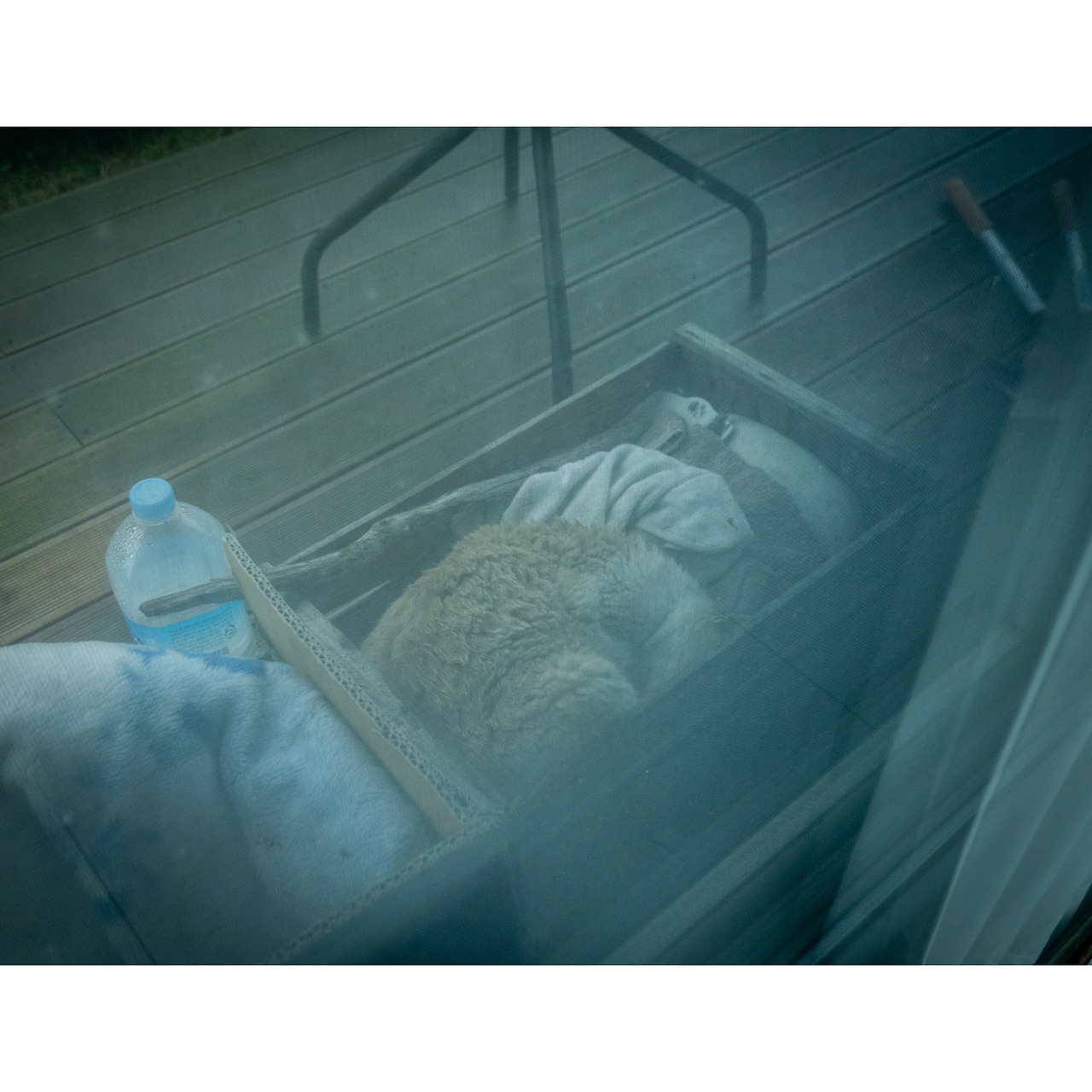 아침의 고양이 02.jpg