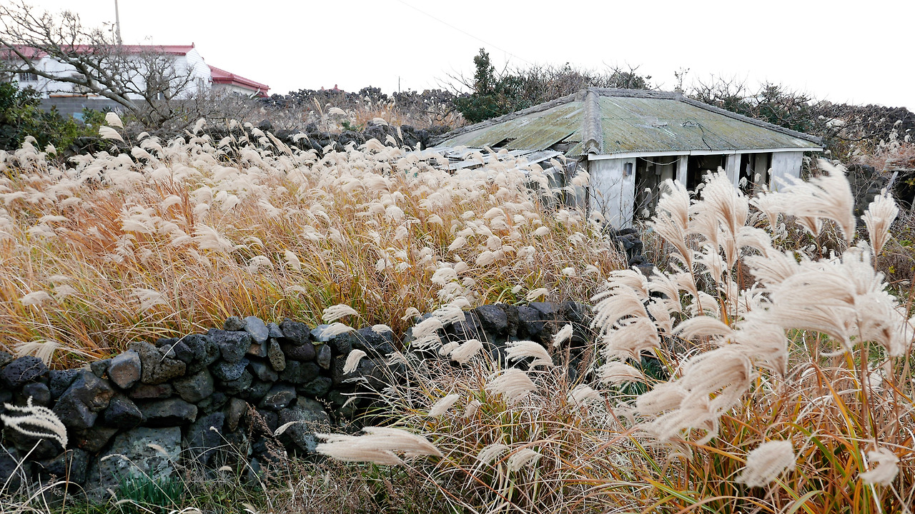 조천리 폐가에 피어난 억새.jpg