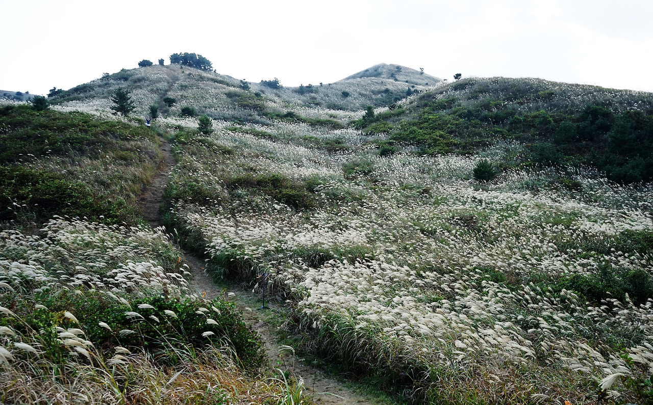 따라비오름의 억새.jpg