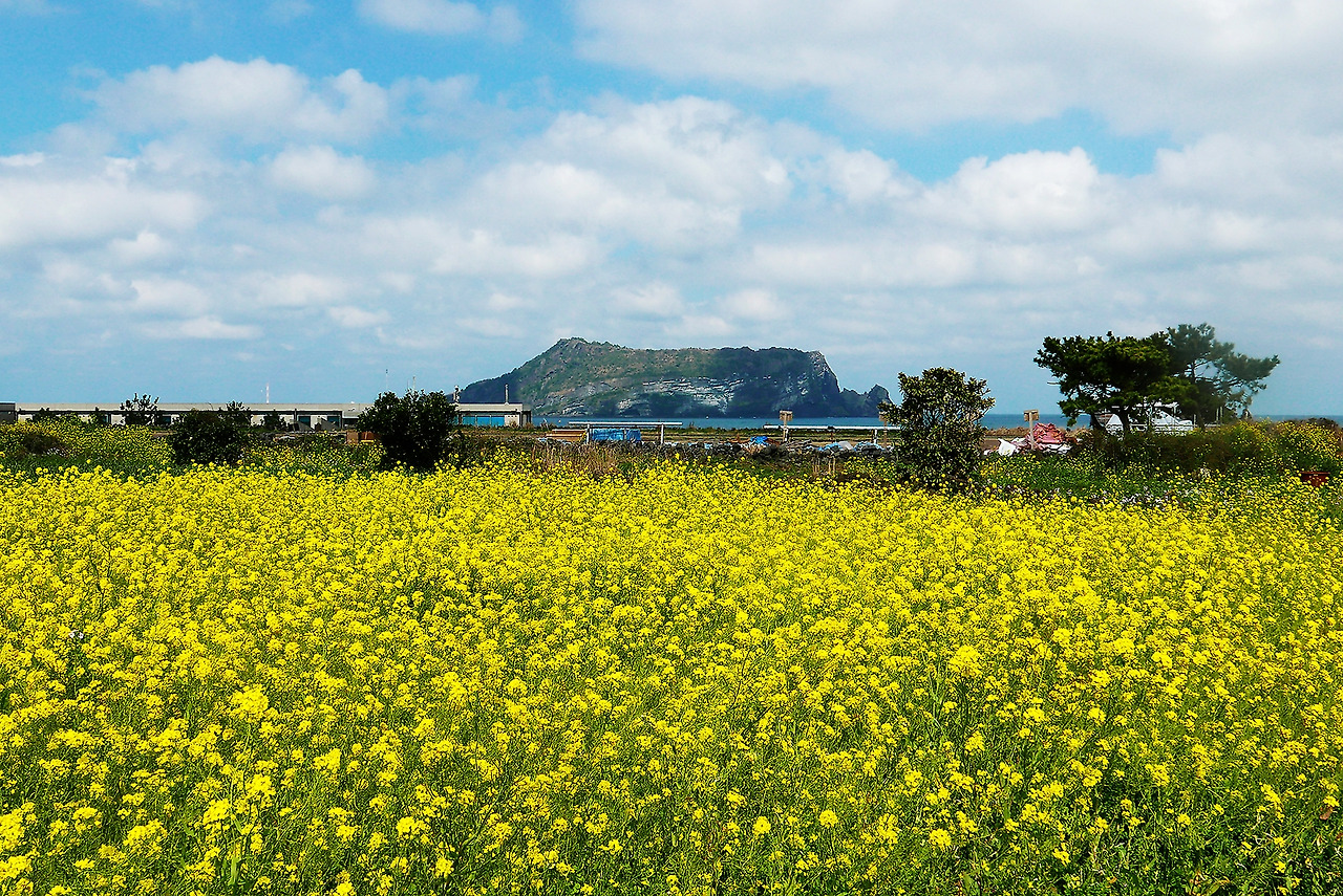 P1320056섭지코지의 유채밭s.jpg