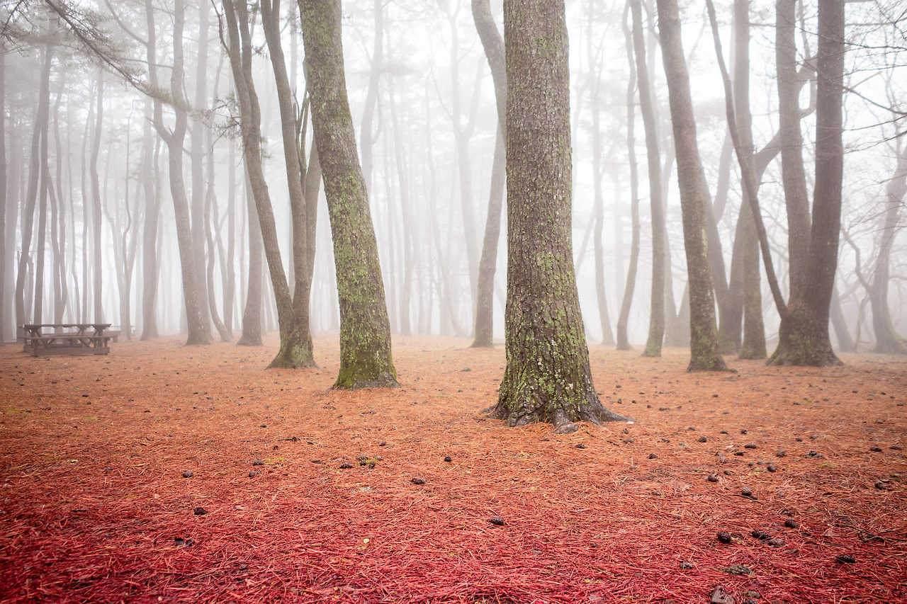 절물휴양림 숲길 2.jpg